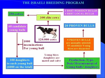 Breeding перевод