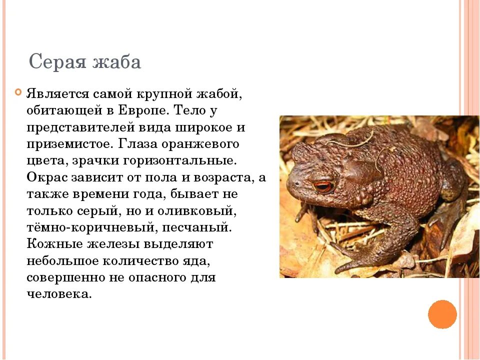 Серая жаба самая крупная жаба европы. Серая жаба самая крупная жаба европы. Серая жаба красная книга. Жаба серая (bufo bufo linnaeus). Серая жаба самая крупная жаба европы.