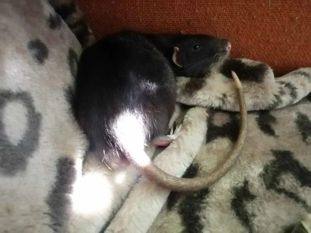 Гадание крыса. Гадание крыса. Крыса гадает. Гадание крыса. Овен крыса.