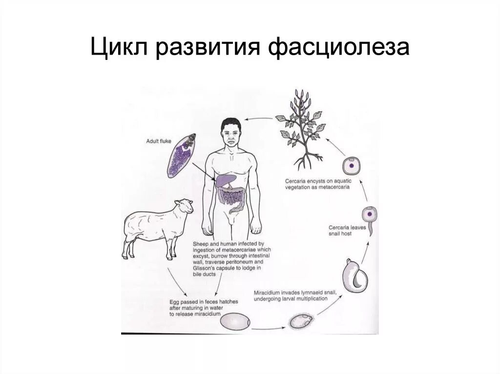 Способ заражения человека печеночным сосальщиком. Жизненный цикл печеночной двуустки. Жизненный цикл печеночной двуустки схема. Цикл развития фасциолы схема. Биологический цикл развития фасциолеза.