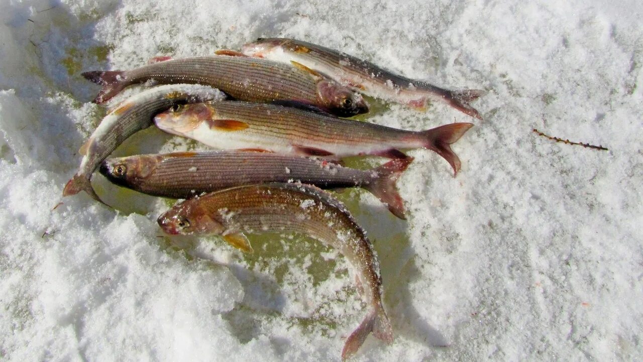 Зимняя рыбалка на хариуса. Мормышки на хариуса Ленок. Инзер хариус. Хариус Манжерок.