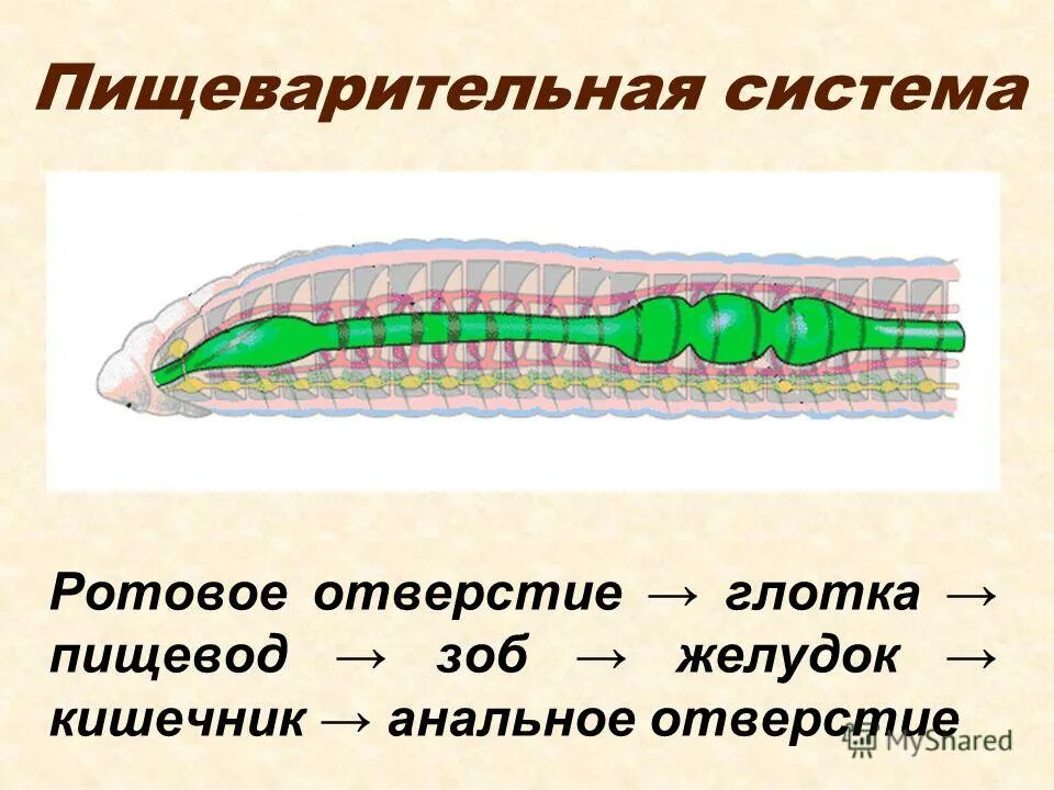 Ротовое отверстие червя. Пищеварительная система кольчатых червей 7. Пищеварительная система кольчатых червей схема. Схема пищеварения кольчатых червей. Пищеварительная система кольчатых червей 7 класс.