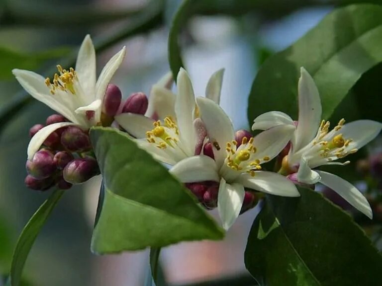 Lemon flowers. Купить эту готовую фотографию и рассмотреть аналогичные изображен