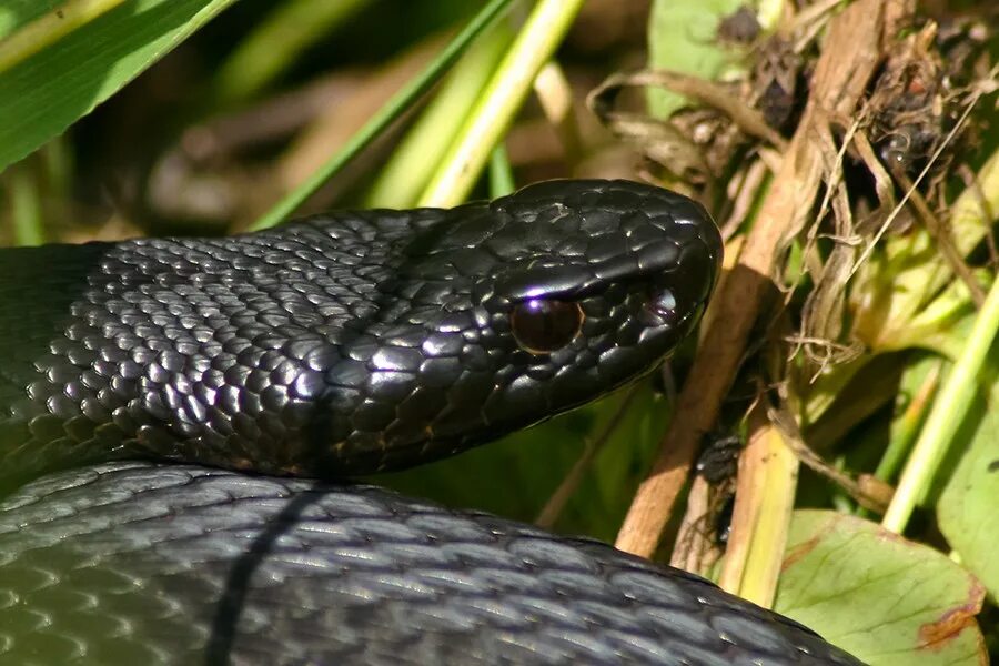 Змеи какое семейство. Гадюка меланист. Гадюка Никольского (Vipera nikolskii). Степная гадюка меланист. Чёрная гадюка змея.