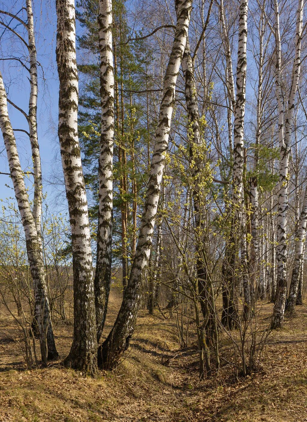 Какие березы весной. Береза весной. Красивая береза весной. Береза фото.