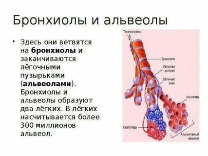 Альвеолы в легких