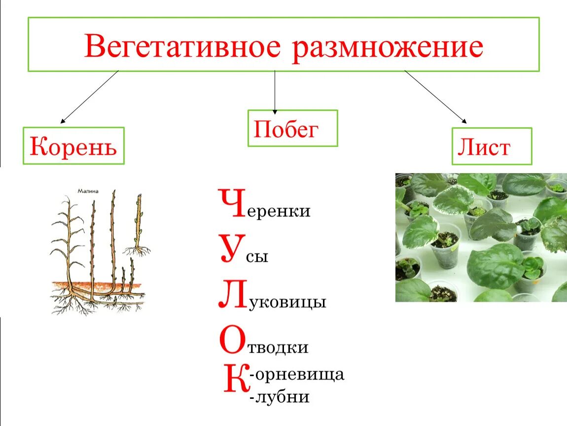 Каким видом размножается. Понятие вегетативное размножение. Формы вегетативного размножения. Процесс вегетативного размножения растений. 3 Способа вегетативного размножения растений.