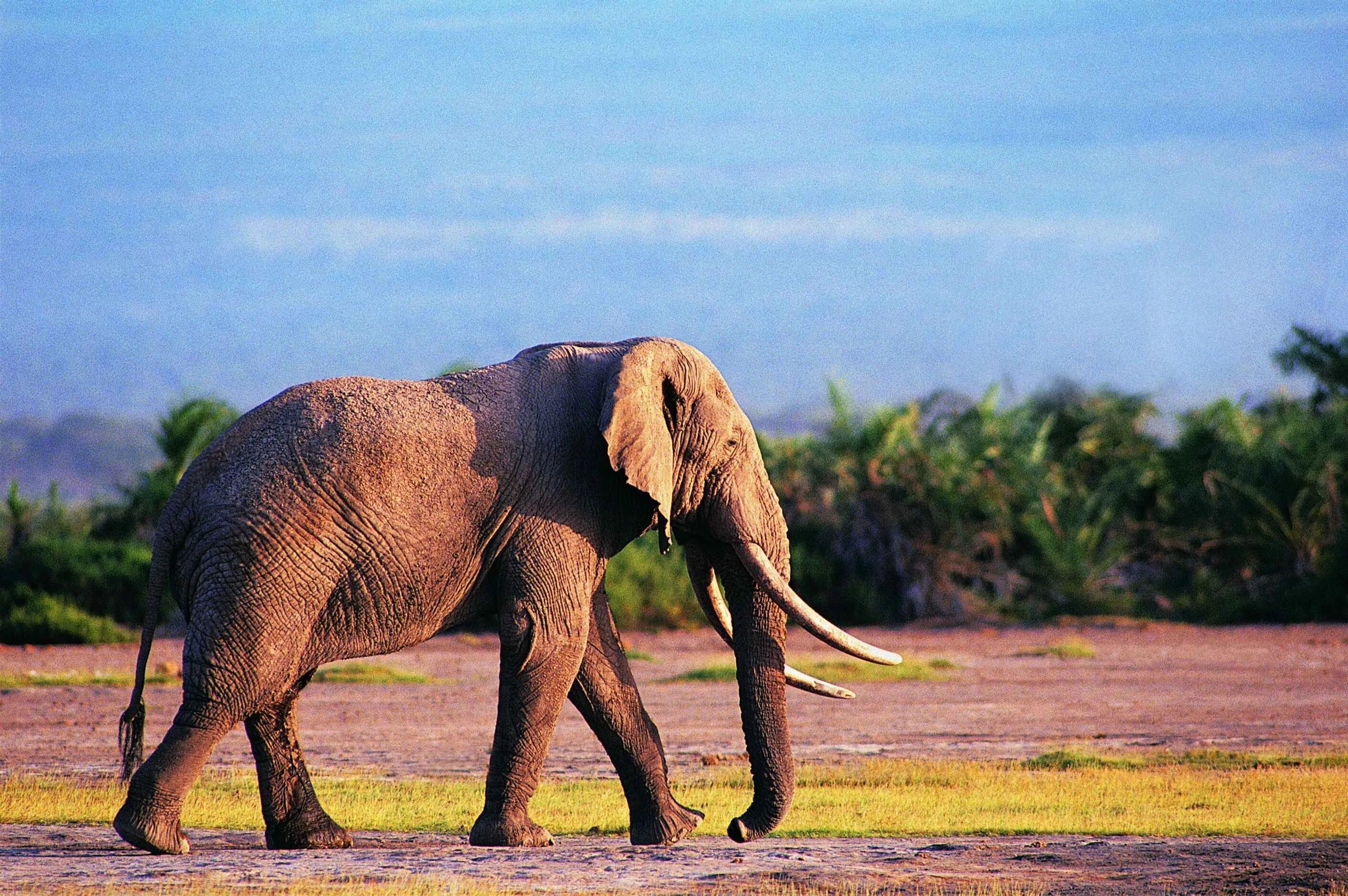 Old elephant. Слоны. Красивый слон. Слон фото. Слон сбоку.