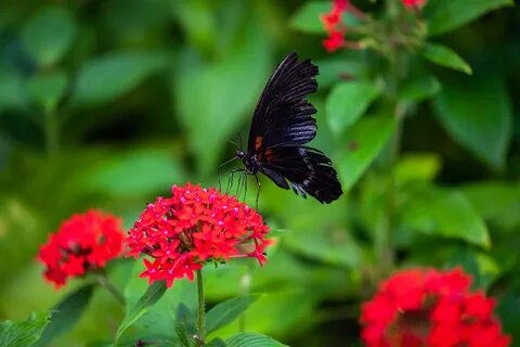 Papillon rose