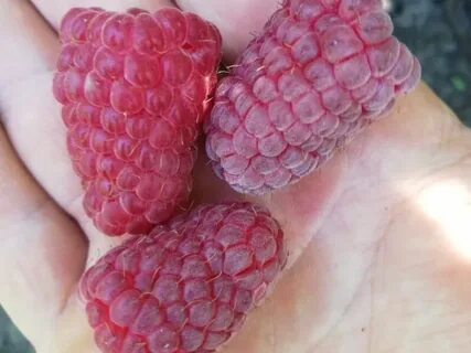 Малина лячка характеристики