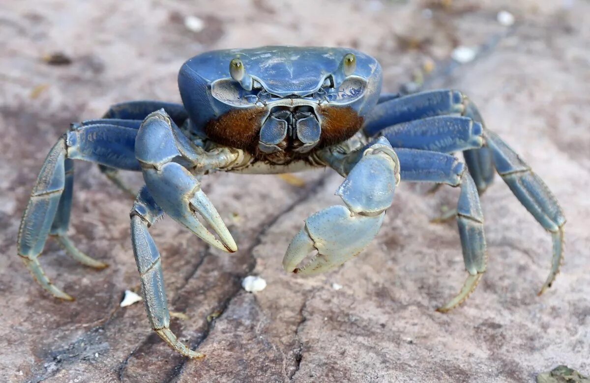 Крабы группа животных. Голубой краб плавунец. Голубой краб Callinectes sapidus. Краб плавунец Приморский край. Бархатный краб плавунец.