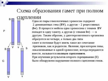 Полное и неполное сцепление генов