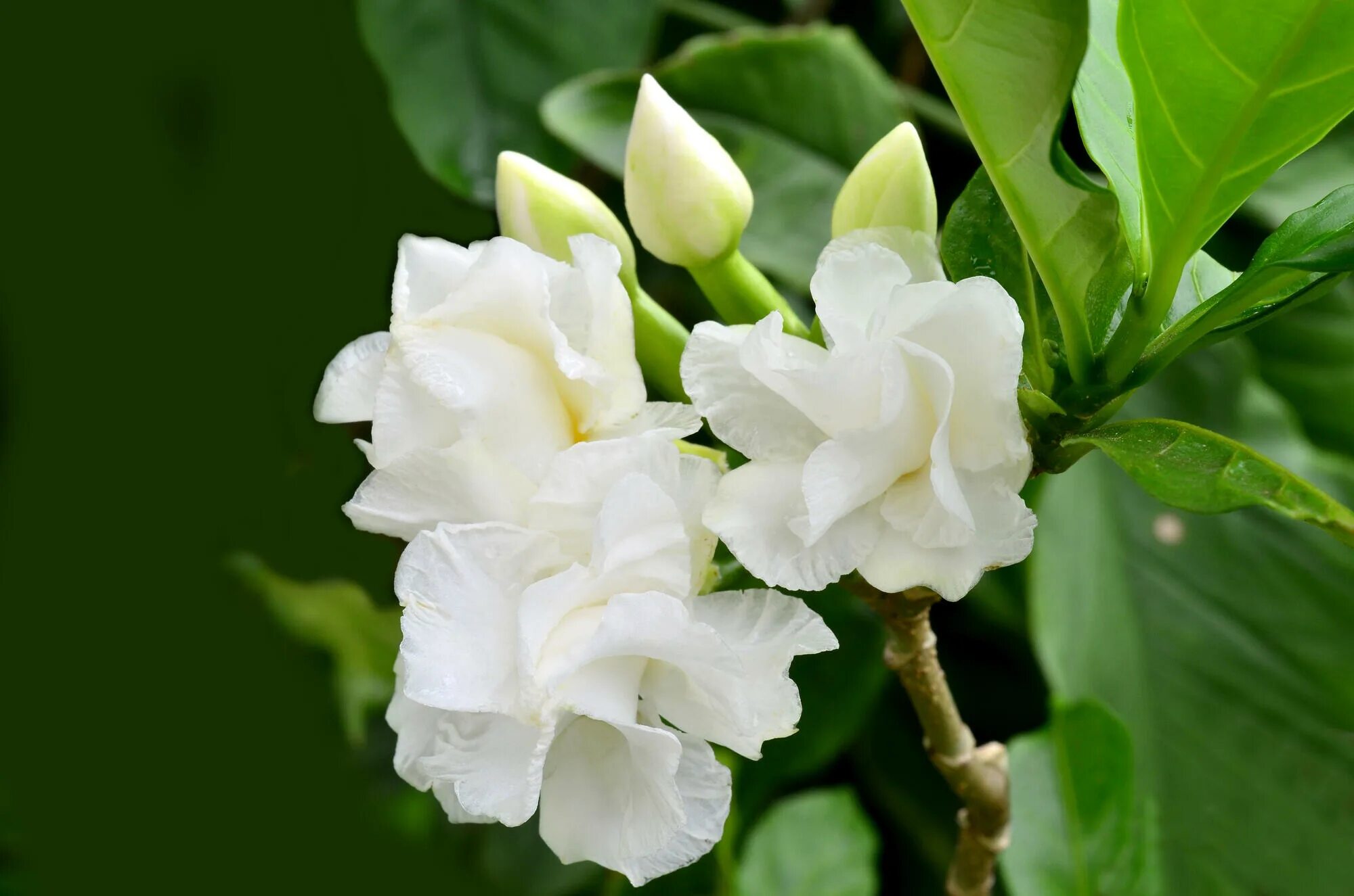 Цветок Гардения жасминовидная. Гардения жасминовидная (gardenia jasminoides). Как ухаживать за жасмином