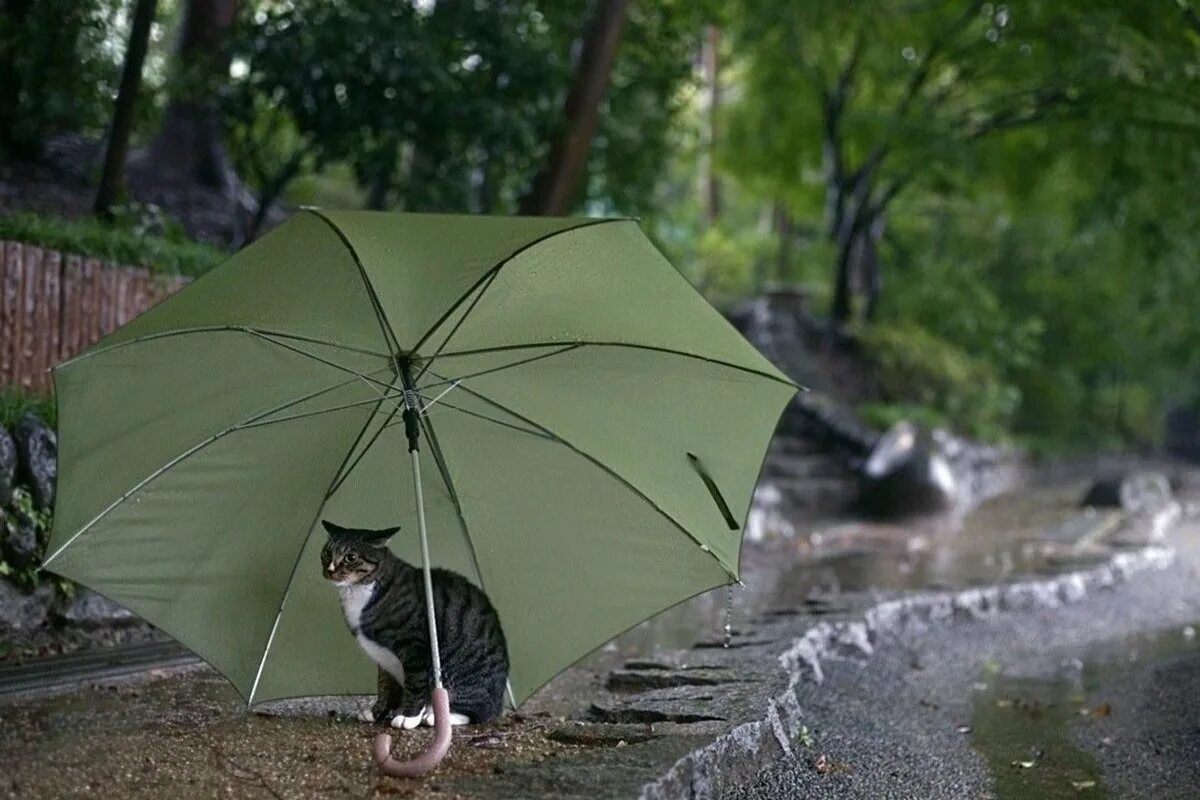 Зонтик. Зонтик под дождем. Под зонтиком. Зонт под дождем. Глаз зонтик
