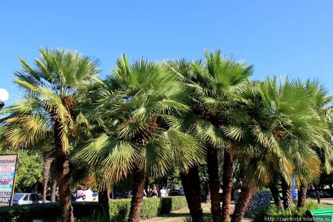 Субтропический центр
