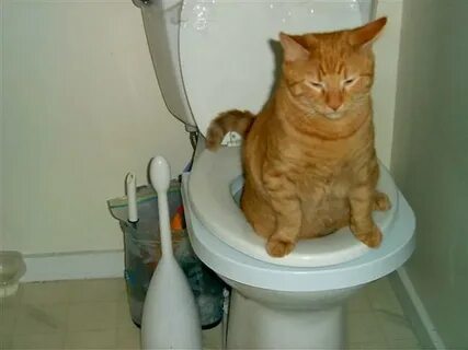 Котенок не писает не какает