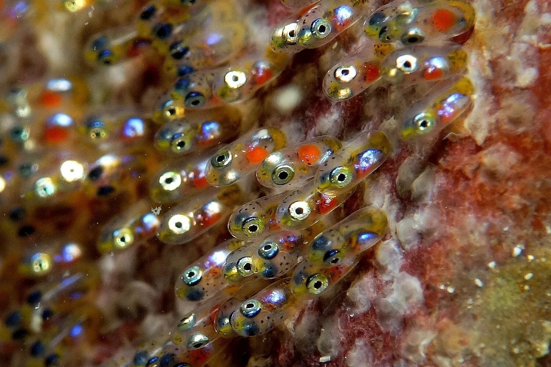 Водоросли мальки рыб окунь. Икринка малек рыба. икринка – личинка – малек…. рыба тернеция икра. икра малек рыба.