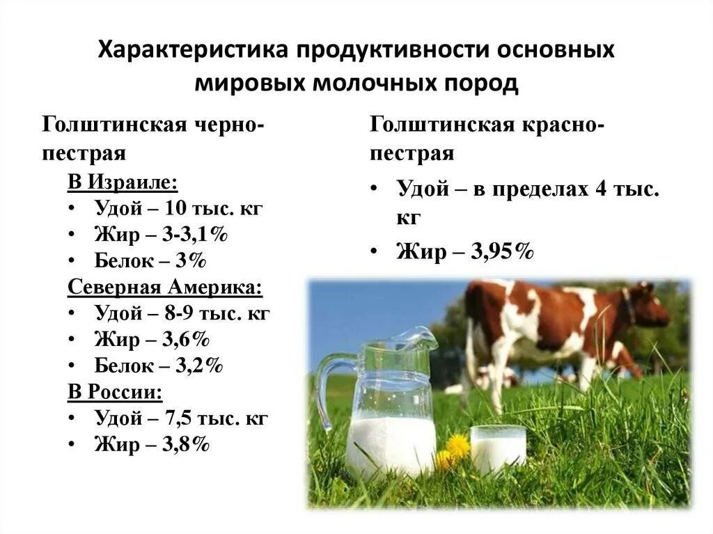 Молочная продуктивность голштинской породы коров. Породы КРС молочного направления продуктивности. Породы крупного рогатого скота молочного направления продуктивности. Характеристика пород крупного рогатого скота. Какие молочные породы