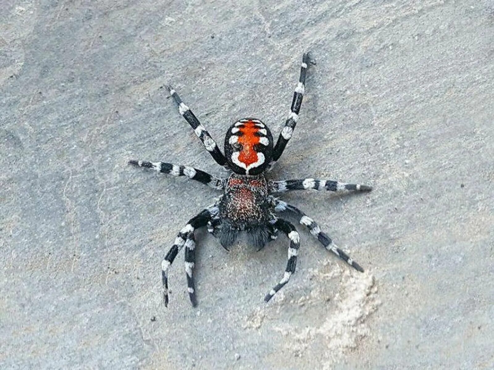 брахипельма пульхра. паук птицеед ирминия. паук chromatopelma cyaneopubescens. Phormictopus sp. паук chromatopelma cyaneopubescens.