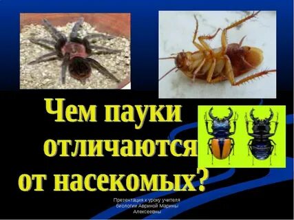 Отличие насекомых