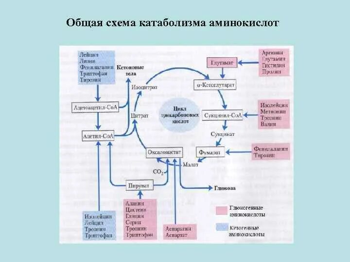 Общие пути метаболизма аминокислот. Общий путь катаболизма биохимия схема. Катаболизм аминокислот схема. Общая схема катаболизма аминокислот. Общие пути катаболизма аминокислот биохимия.