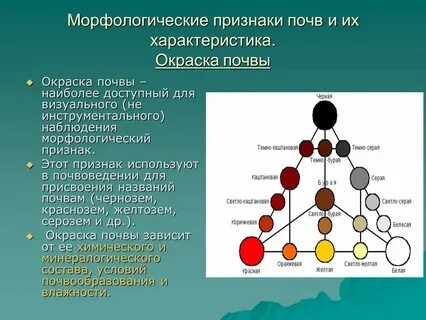 Морфологические признаки породы