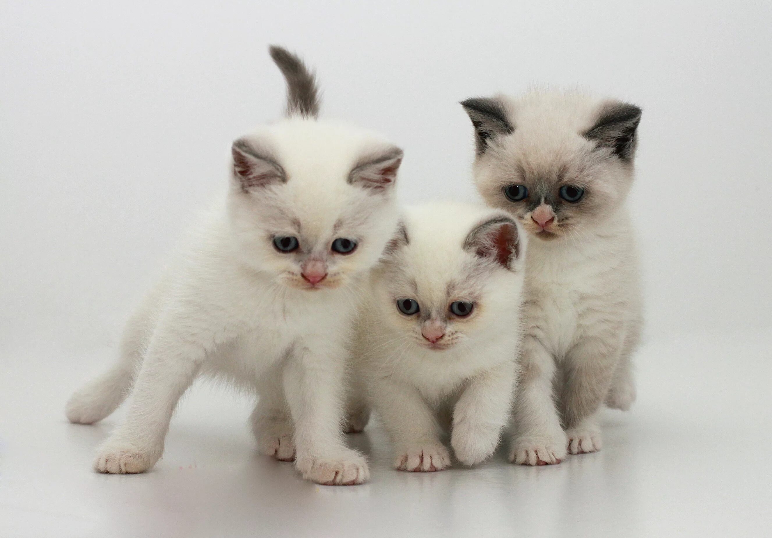 Нет 3 кошки. Бурмилла котята. Три кошки. Три маленьких котенка. Три красивые кошки.
