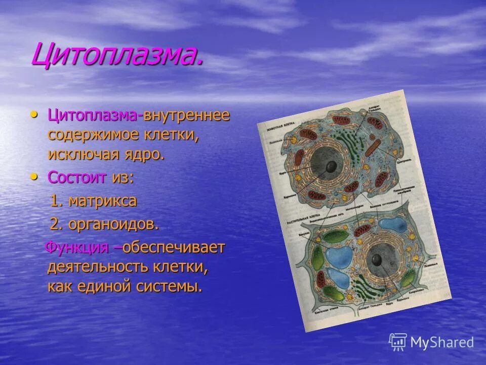 Появление живой клетки. Клетка. Клетка живого организма. Основное вещество цитоплазмы. Внутреннее содержимое клетки.