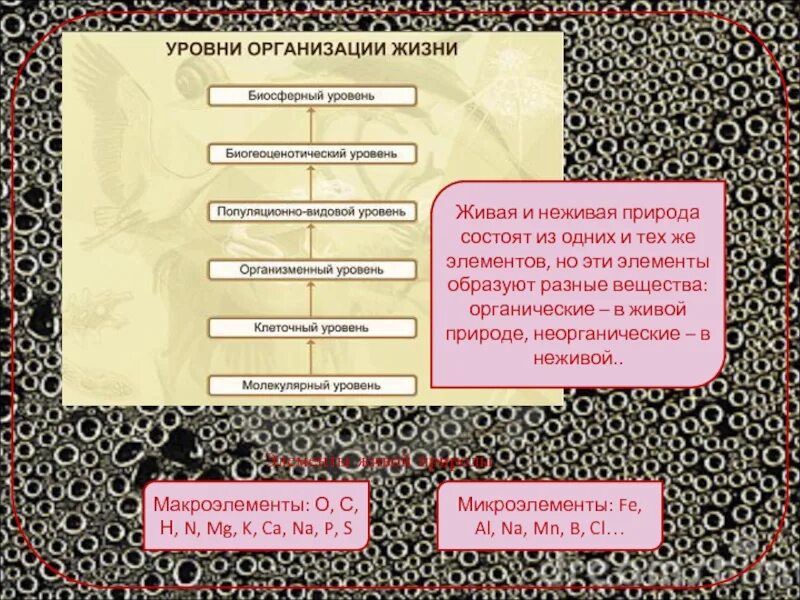 В чем заключается различие химической организации живых. Химическая организация живой природы. единство химической организации живых организмов. химическая организация живой и неживой природы. уровни организации неживой природы.