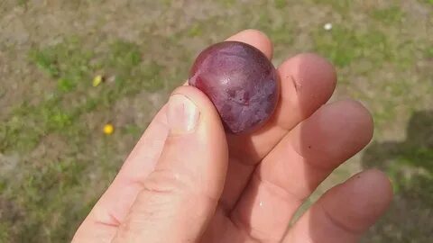 Бета сливово вишневый