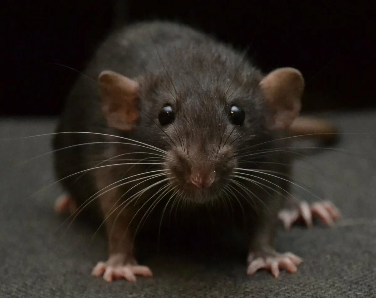 Крыса Дамбо черная. Ушастые крысы Дамбо. Крысы Дамбо пасюки. Крыса породы Дамбо.
