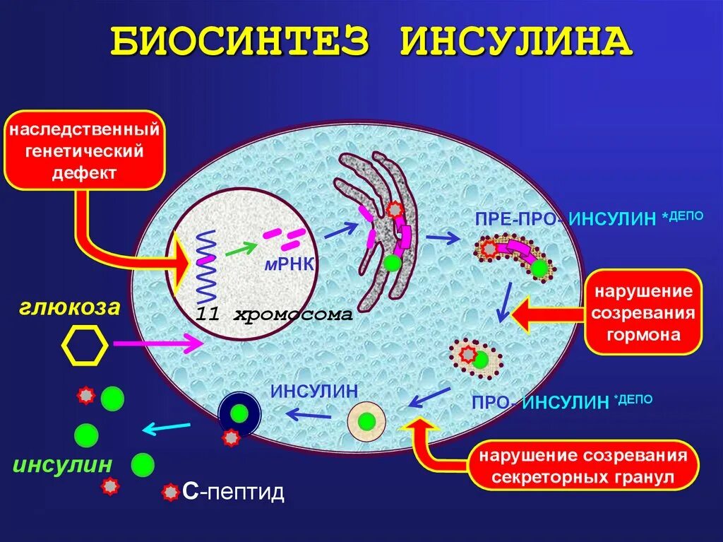 Биосинтез инсулина. Схема синтеза инсулина. Синтез гормона инсулина. Этапы синтеза инсулина. Участвует в синтезе инсулина