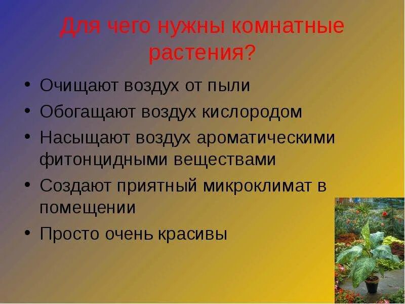 Зачем людям растения. Для чего нужны комнатные растения. Зачем человеку комнатные растения. Комнатные цветы для чего нужны. Зачем нужны растения человеку.