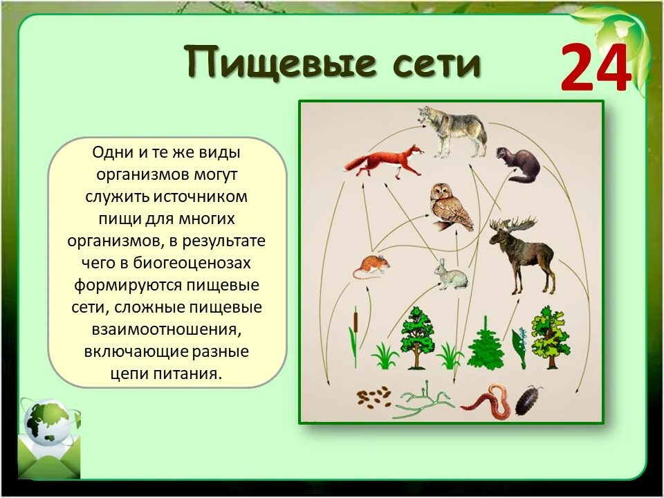 Взаимосвязи организмов в природном сообществе пересказ. Пищевая сеть экосистемы. Пищевые связи в природных сообществах. Сообщество экосистема биогеоценоз. Сообщество это в биологии.