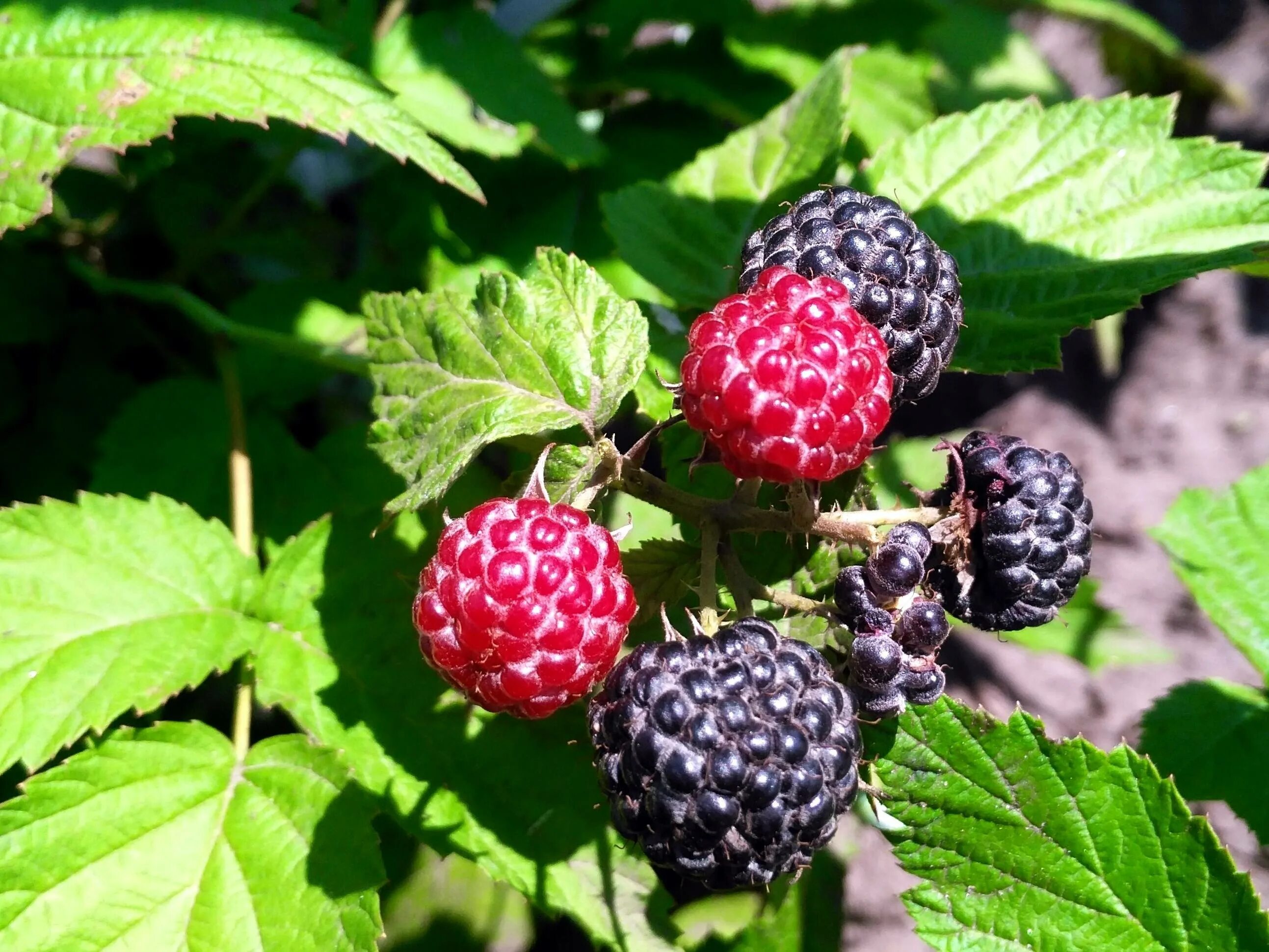 Малина сорт кумберленд. Малина сорт кумберленд. Ежемалина кумберленд. Ежемалина кумберленд. Ежемалина кумберленд.