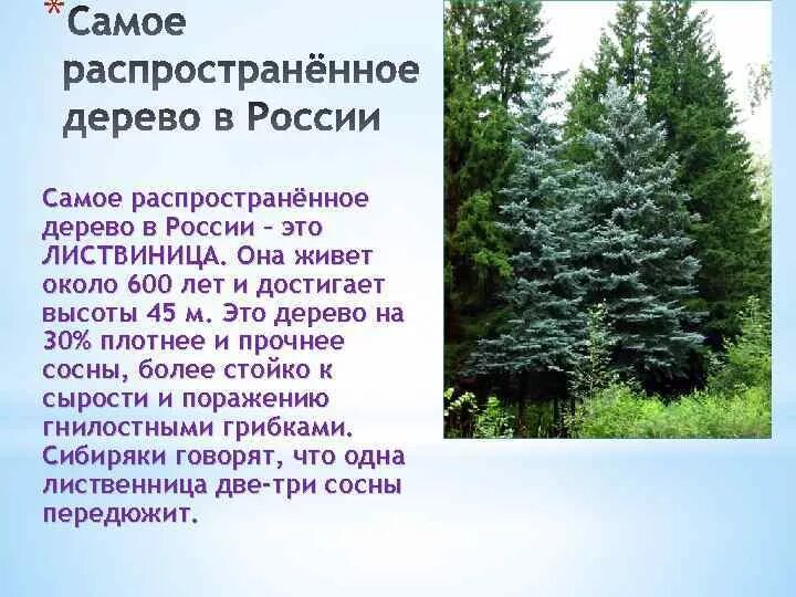 Самые распространенные леса в россии