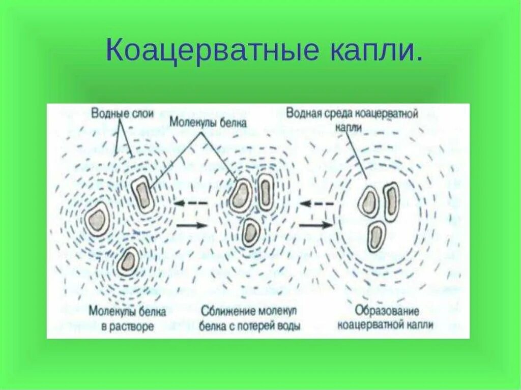 Коацерватные капли. Образование коацерватной капли. Схема образования коацерватной капли. Теория коацерватных капель. Образование коацерватов в воде