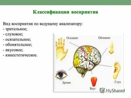 Осуществляет проведение зрительной и слуховой информации