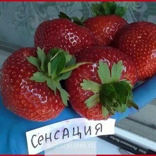 Клубника сенсация описание урожайность сорта