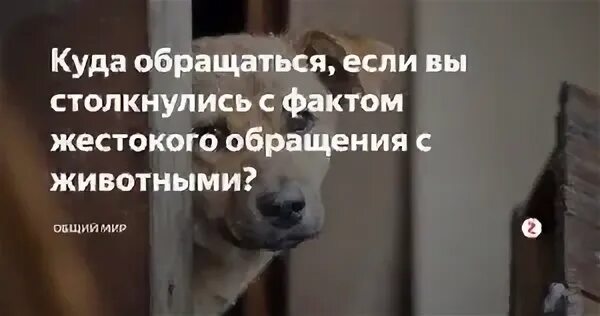 Жестокое обращение с животными ук рф. Защита животных куда обращаться. Жестокое обращение с животными. Защита животных куда обращаться. Обращение к животным.