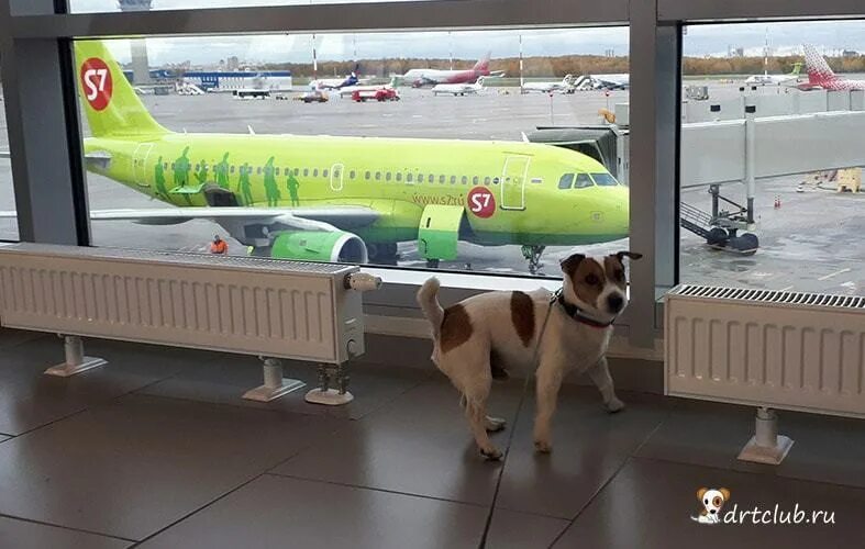 Животные в аэропорту. Транспортировка животных в самолете. Собака в салоне самолета. Авиаперевозка животных. Выезд собаки за границу