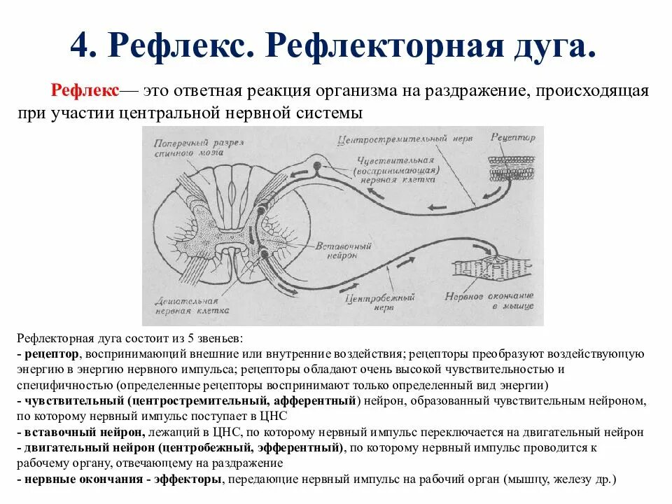 Нервные импульсы при осуществлении рефлекса. Рефлекторная дуга строение и функционирование. Двигательный Нейрон в рефлекторной дуге. Чувствительный Нейрон рефлекторной дуги расположен в. Рефлекторная дуга из 3 звеньев.