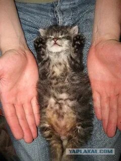 Подобранный котенок что делать