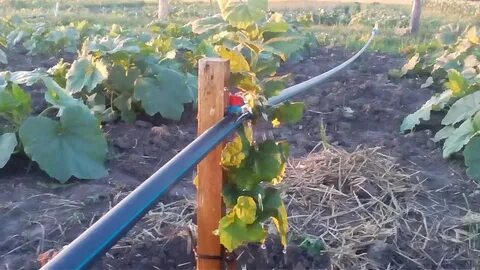 Полив малины