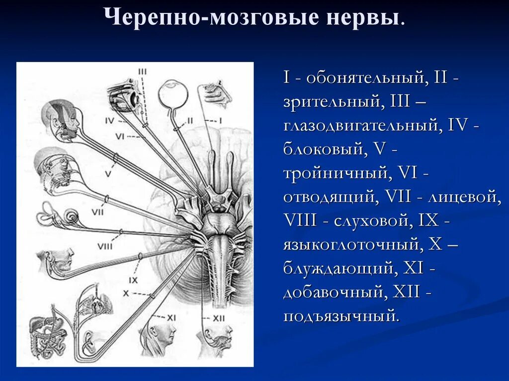 Рефлексы черепных нервов. 12 пар черепных нервов. название 12 пар черепно-мозговых нервов. черепно мозговые нервы vii-xii. 12 пара черепных нервов анатомия.