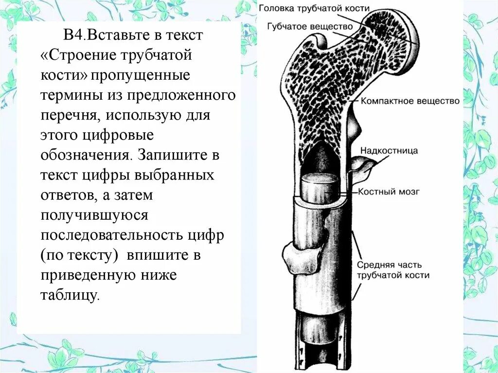 Части трубчатой кости. Строение трубчатой кости человека рисунок. Строение трубчатой кости ОГЭ биология. Трубчатая кость строение и функции. Строение длинной трубчатой кости анатомия.