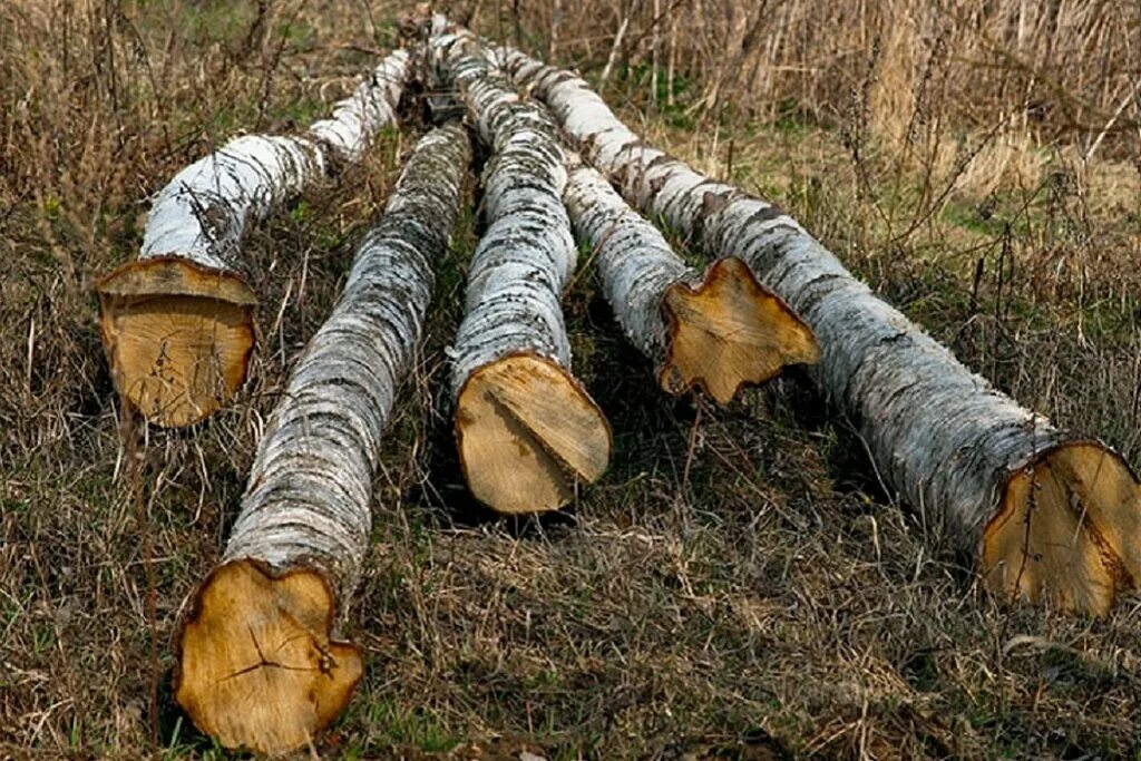 Рябину срубил по пьянке на дрова. Березовое бревно. Рубка березы. Незаконная вырубка берез. Спиленная береза.