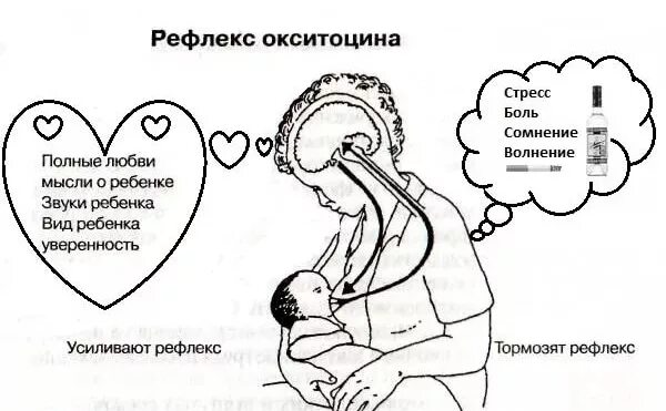 Выработка окситоцина. Окситоцин гормон любви и привязанности. Окситоцин при грудном вскармливании. Кормление грудью схема. Грудное вскармливание при беременности.