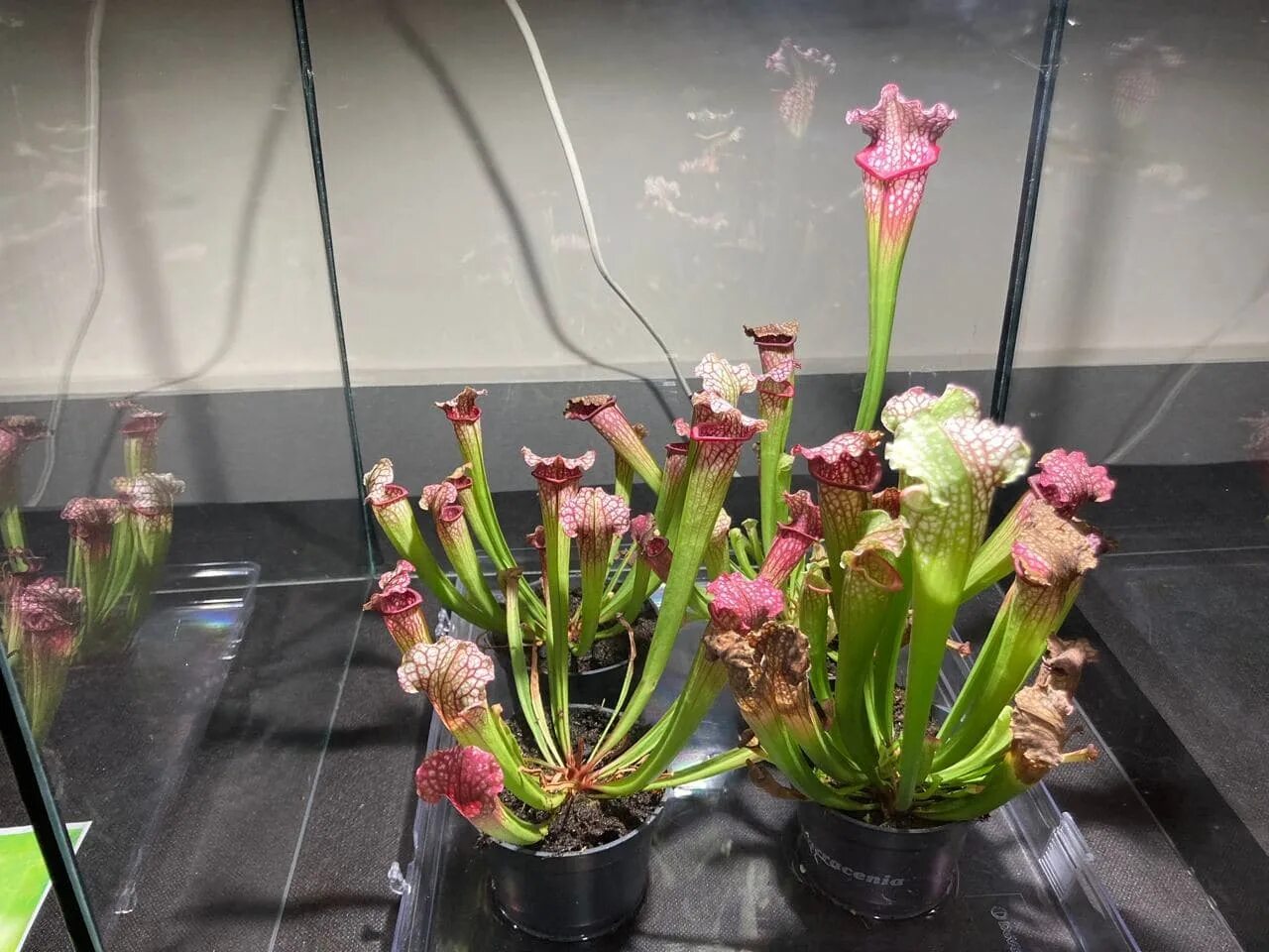 Выставка хищных. Выставка хищных растений. Выставка хищных растений. Выставка хищных растений тула. Выставка хищных насекомых и хищных растений.