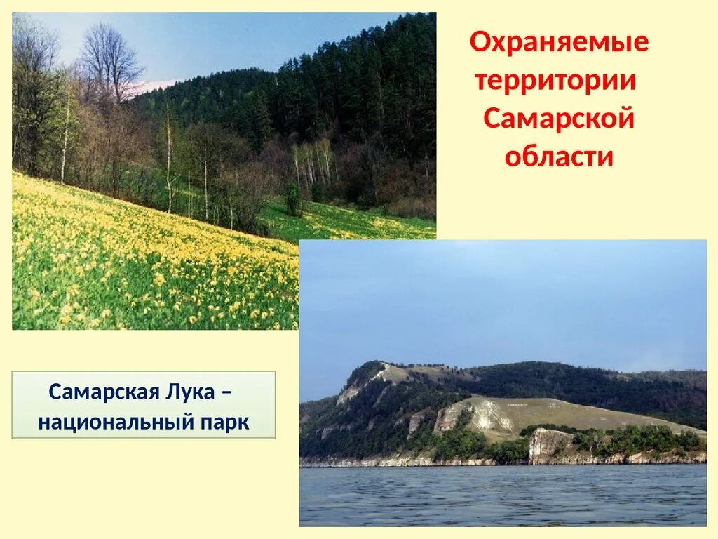 За свое за родное самарская область. Природа Самарского края. Природа Самарского края проект. Природа родного края Самарская область.